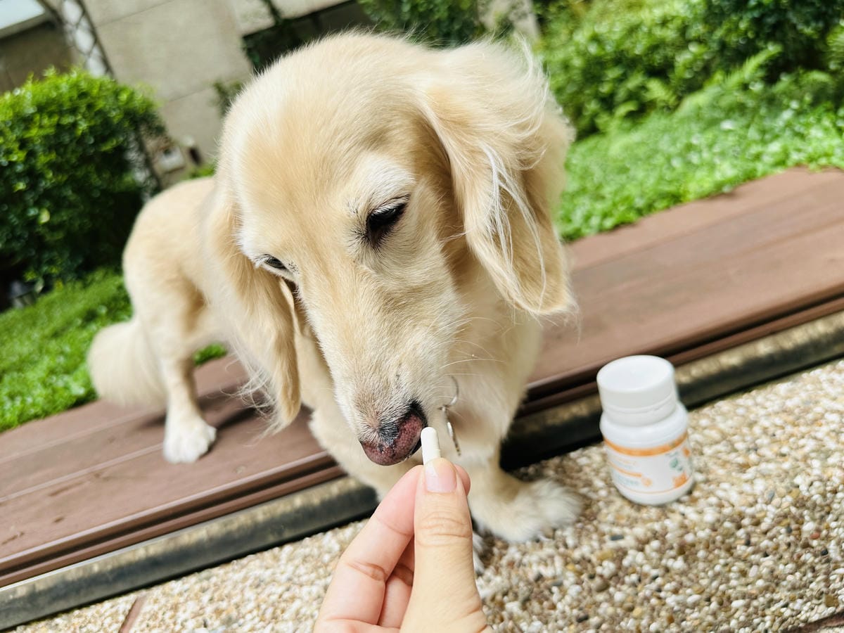 【歸毛家族】陪伴熟齡毛孩健康生活護腎寶+泌尿寶膠囊營養補給