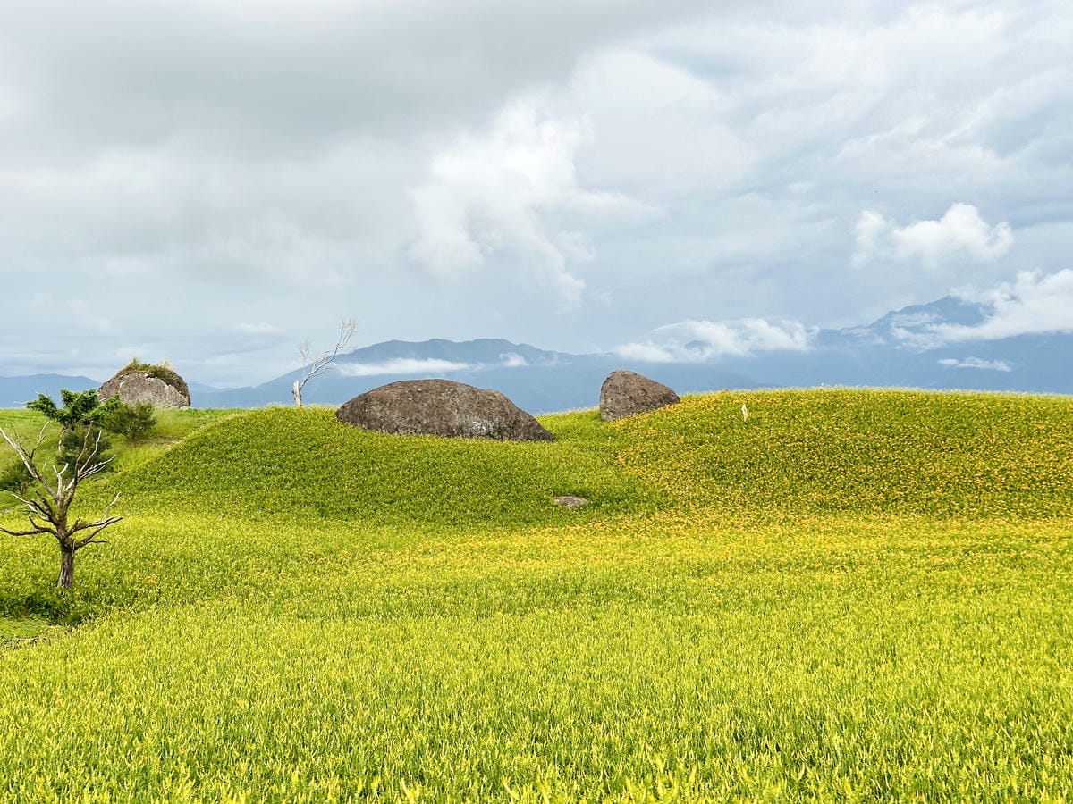 2025赤科山金針花季一日遊花海拍照秘境、窯燒金針體驗+加