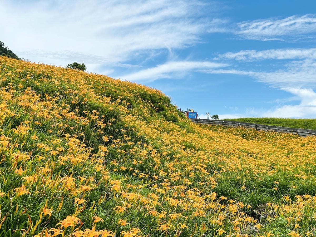 2025赤科山金針花季一日遊花海拍照秘境、窯燒金針體驗+加