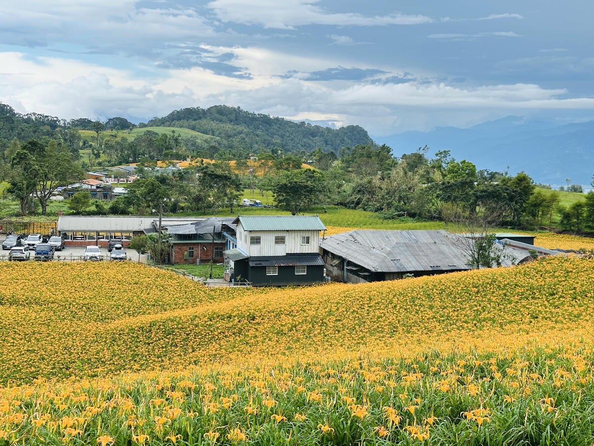 2025赤科山金針花季一日遊花海拍照秘境、窯燒金針體驗+加