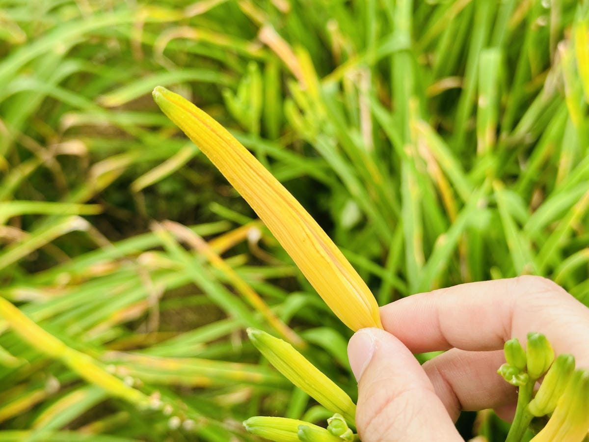 2025赤科山金針花季一日遊花海拍照秘境、窯燒金針體驗+加