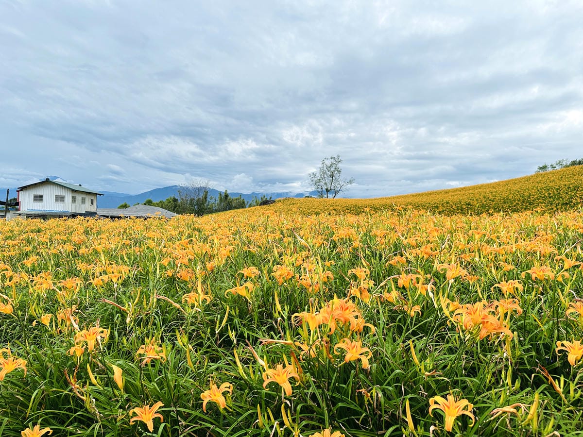 2025赤科山金針花季一日遊花海拍照秘境、窯燒金針體驗+加