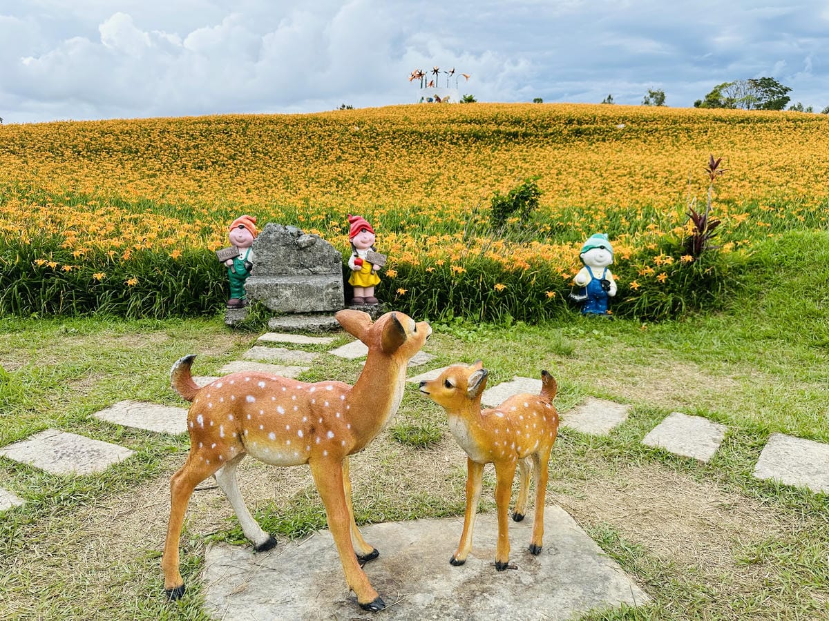 2025赤科山金針花季一日遊花海拍照秘境、窯燒金針體驗+加