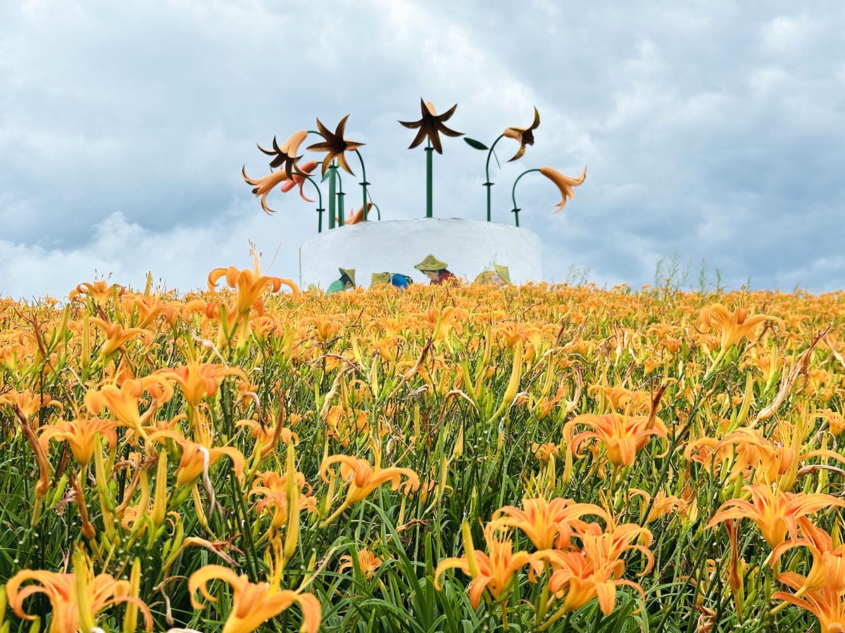 2025赤科山金針花季一日遊花海拍照秘境、窯燒金針體驗+加