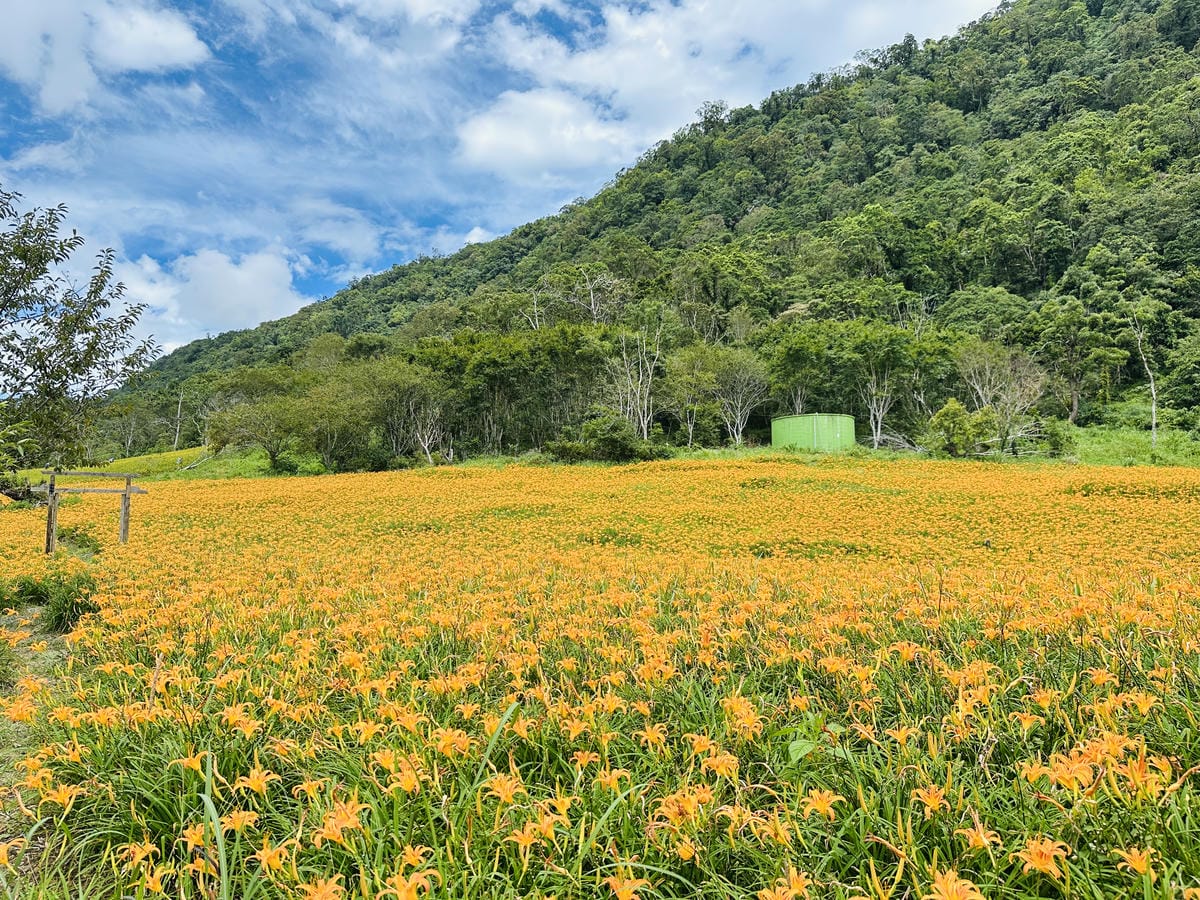 2025赤科山金針花季一日遊花海拍照秘境、窯燒金針體驗+加