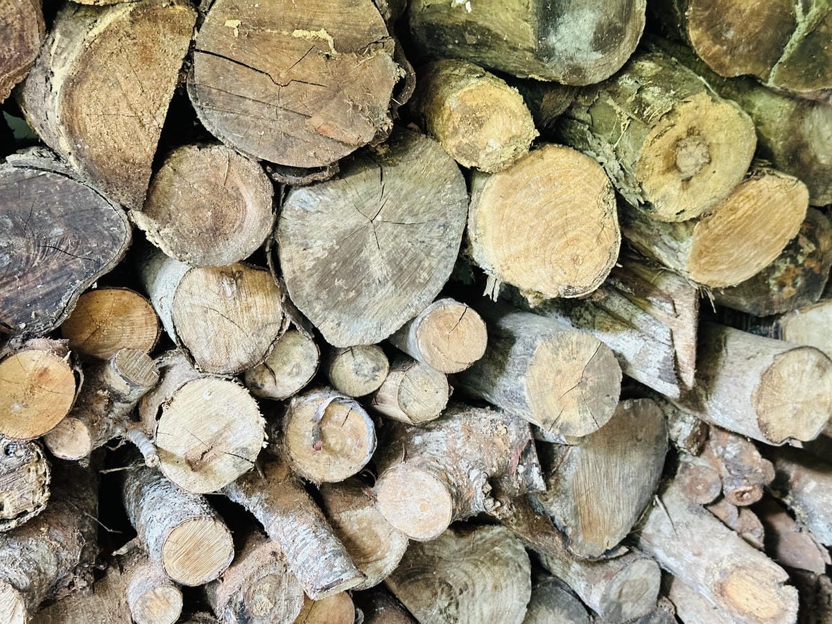 2025赤科山金針花季一日遊花海拍照秘境、窯燒金針體驗+加