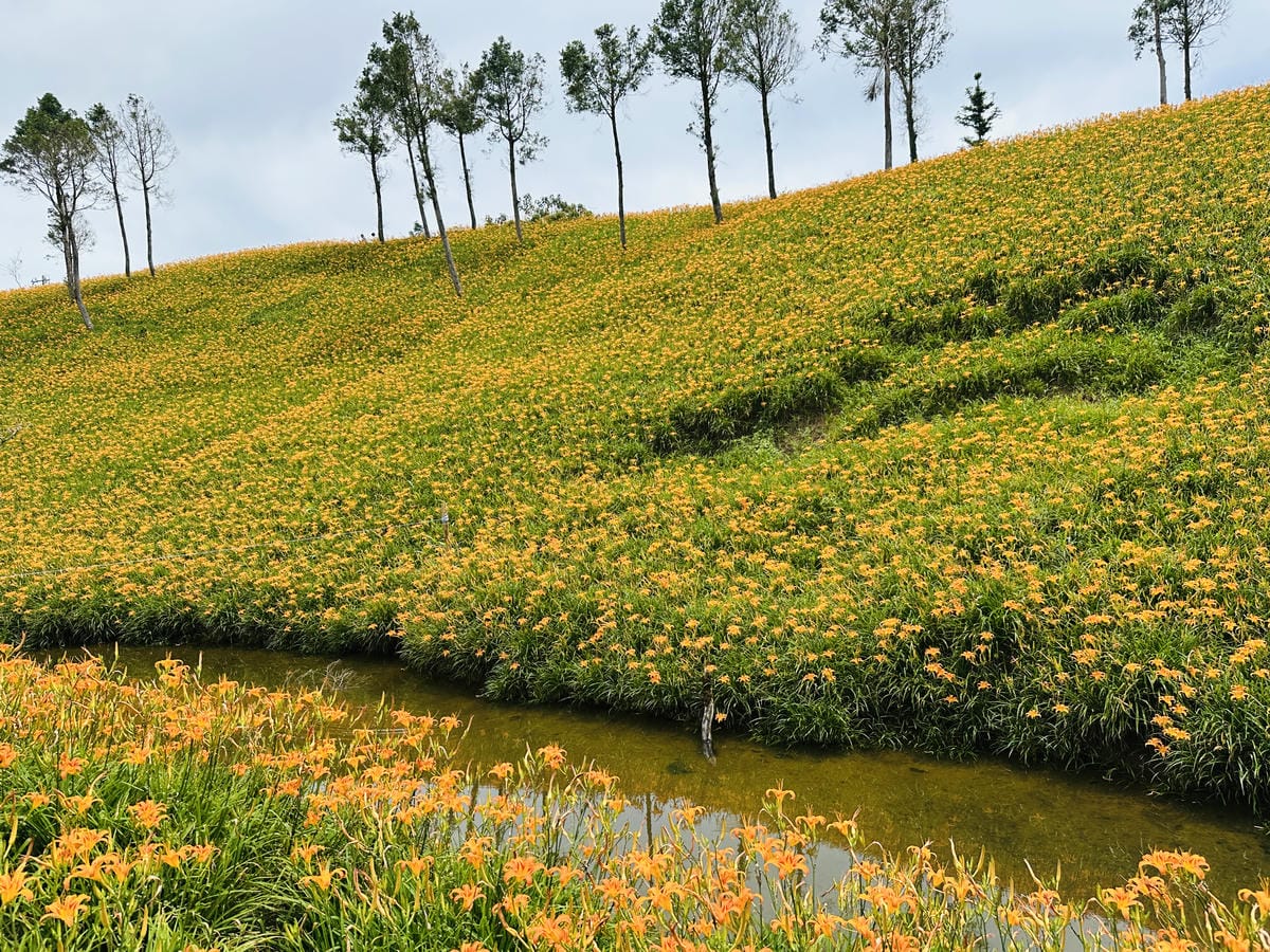 2025赤科山金針花季一日遊花海拍照秘境、窯燒金針體驗+加