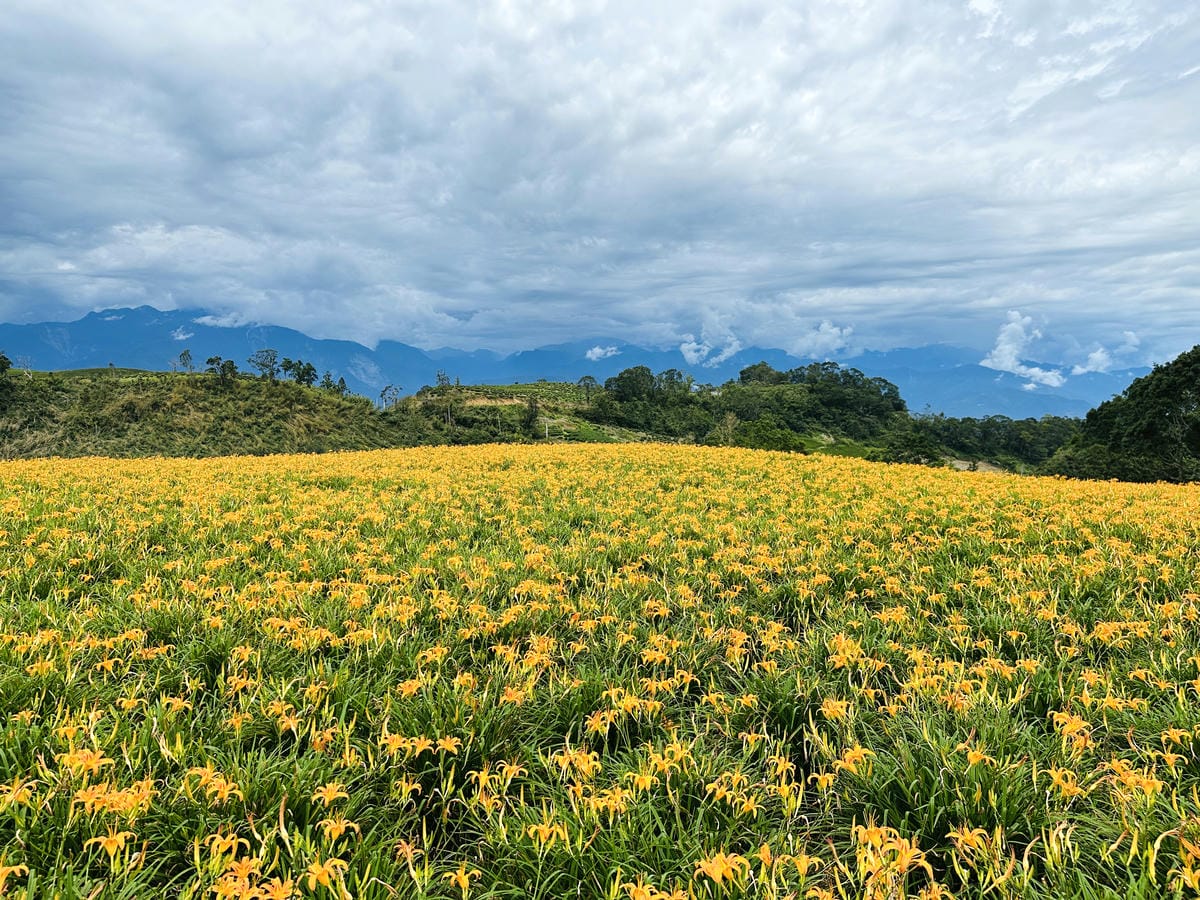 2025赤科山金針花季一日遊花海拍照秘境、窯燒金針體驗+加