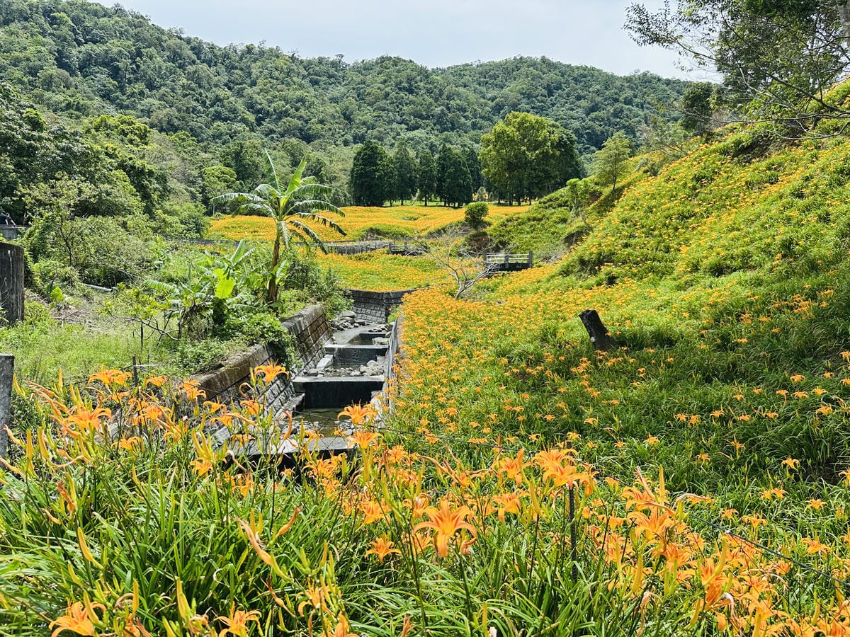 2025赤科山金針花季一日遊花海拍照秘境、窯燒金針體驗+加