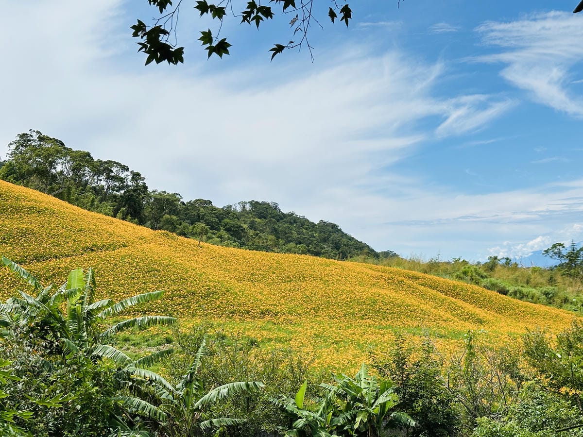 2025赤科山金針花季一日遊花海拍照秘境、窯燒金針體驗+加