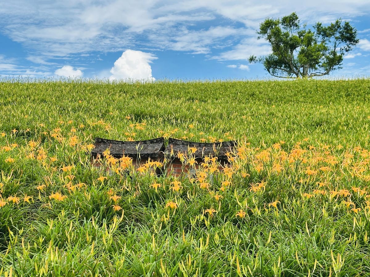 2025赤科山金針花季一日遊花海拍照秘境、窯燒金針體驗+加