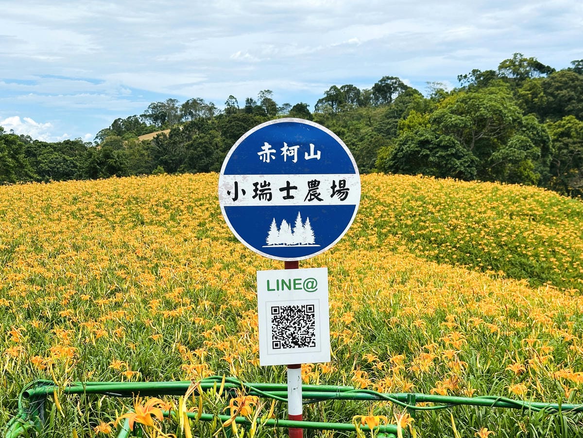 2025赤科山金針花季一日遊花海拍照秘境、窯燒金針體驗+加