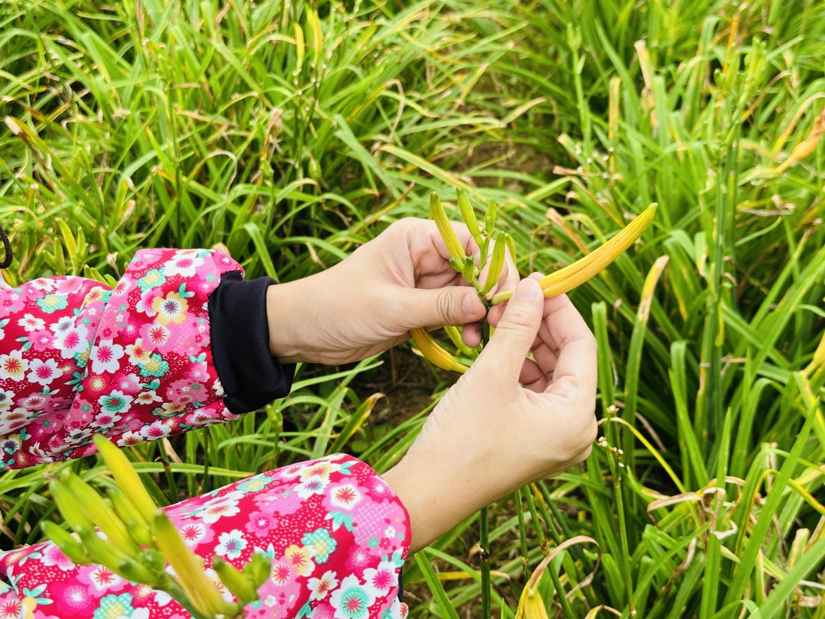 2025赤科山金針花季一日遊花海拍照秘境、窯燒金針體驗+加