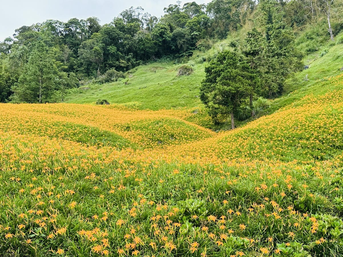 2025赤科山金針花季一日遊花海拍照秘境、窯燒金針體驗+加