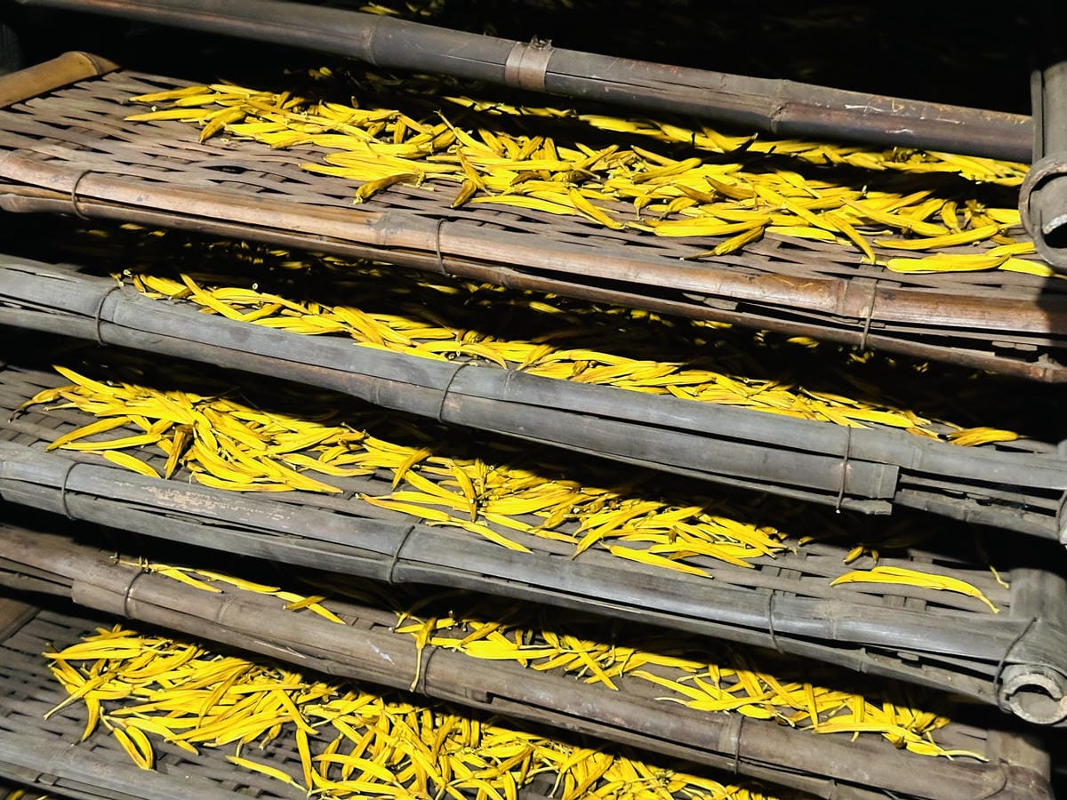 2025赤科山金針花季一日遊花海拍照秘境、窯燒金針體驗+加