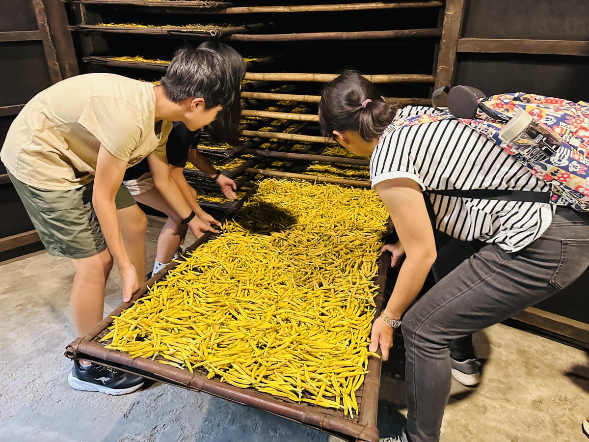 2025赤科山金針花季一日遊花海拍照秘境、窯燒金針體驗+加