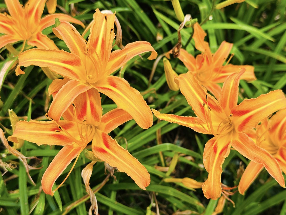 2025赤科山金針花季一日遊花海拍照秘境、窯燒金針體驗+加