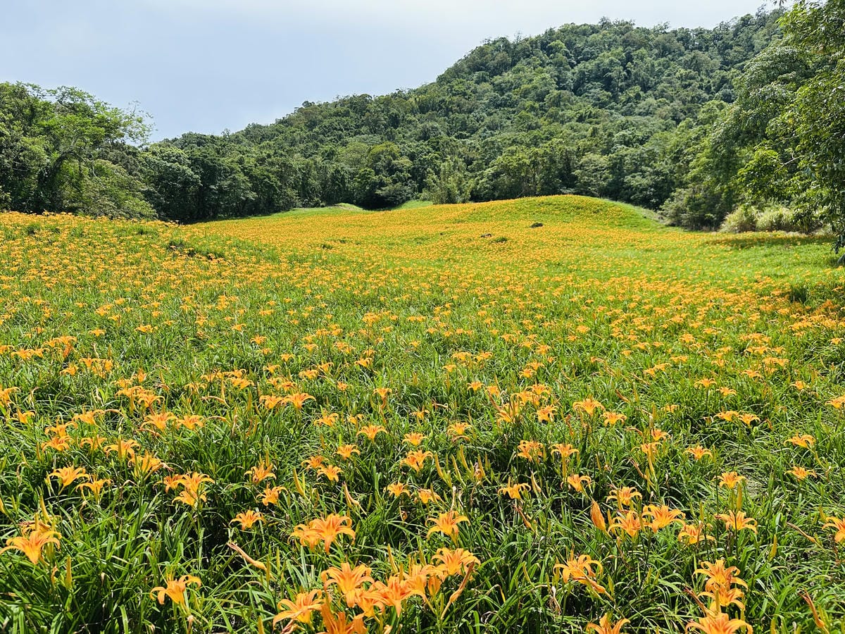 2025赤科山金針花季一日遊花海拍照秘境、窯燒金針體驗+加