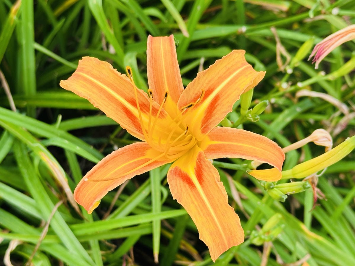 2025赤科山金針花季一日遊花海拍照秘境、窯燒金針體驗+加