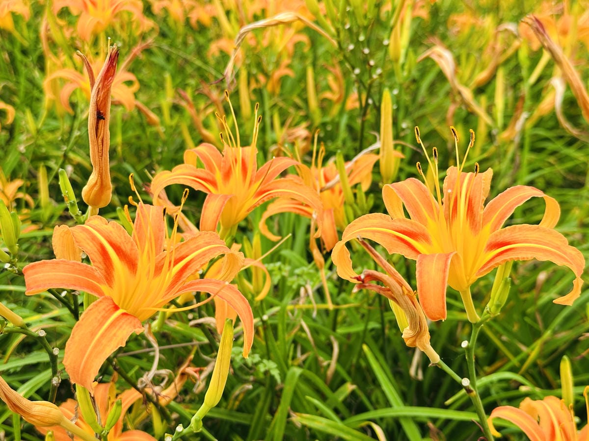 2025赤科山金針花季一日遊花海拍照秘境、窯燒金針體驗+加