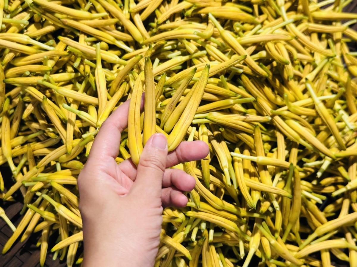 2025赤科山金針花季一日遊花海拍照秘境、窯燒金針體驗+加