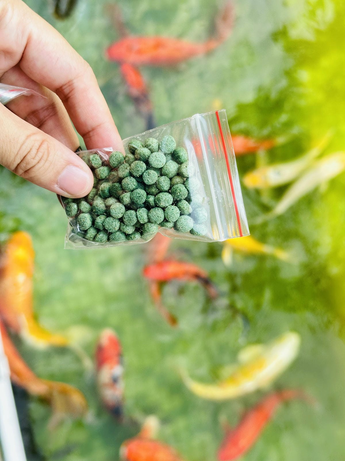 【哈比雪兒露營區】彰化懶人露營一泊三食免裝備,親子帳棚住宿