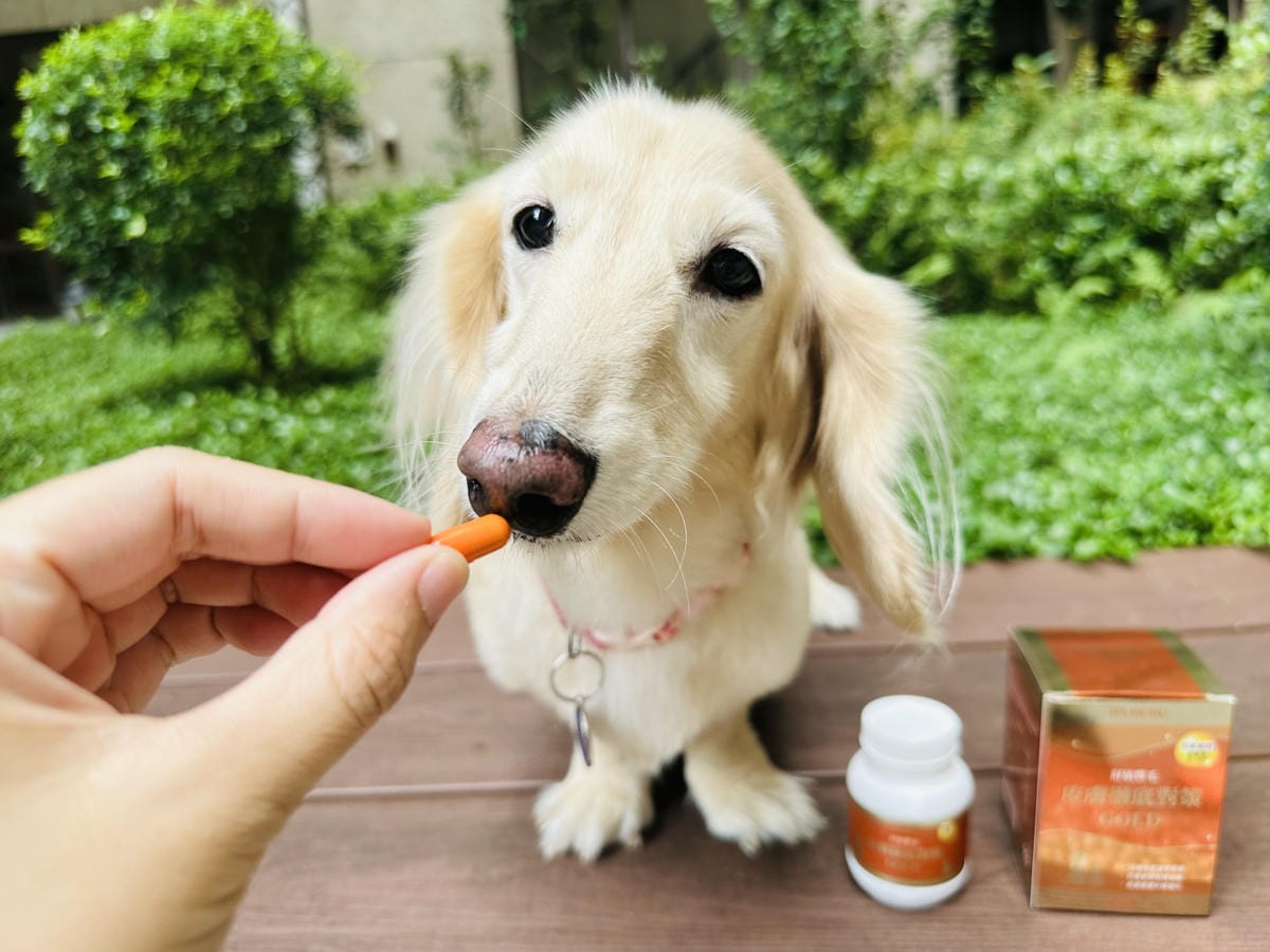 PSBUBU舒敏豐毛 GOLD獸醫師推薦的皮毛日常保養,陪