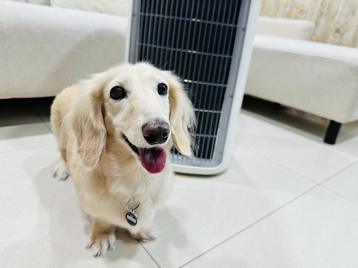 SoleusAir 吸毛大師宅配開箱長毛臘腸家必備的毛髮救