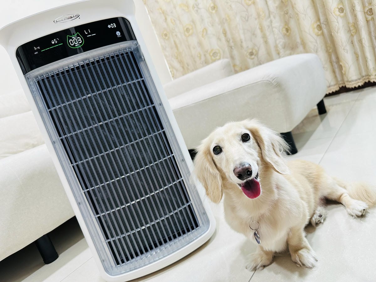 SoleusAir 吸毛大師宅配開箱長毛臘腸家必備的毛髮救