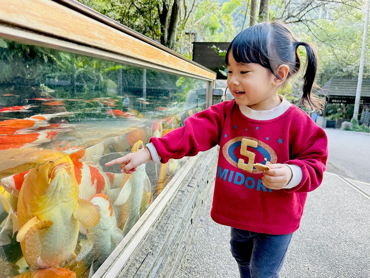 【大板根森林溫泉酒店】新北三峽寵物親子房入住開箱森林、溫泉