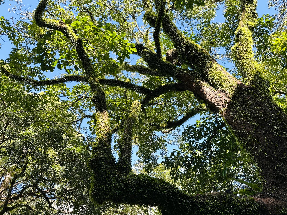 【大板根森林溫泉酒店】新北三峽寵物親子房入住開箱森林、溫泉
