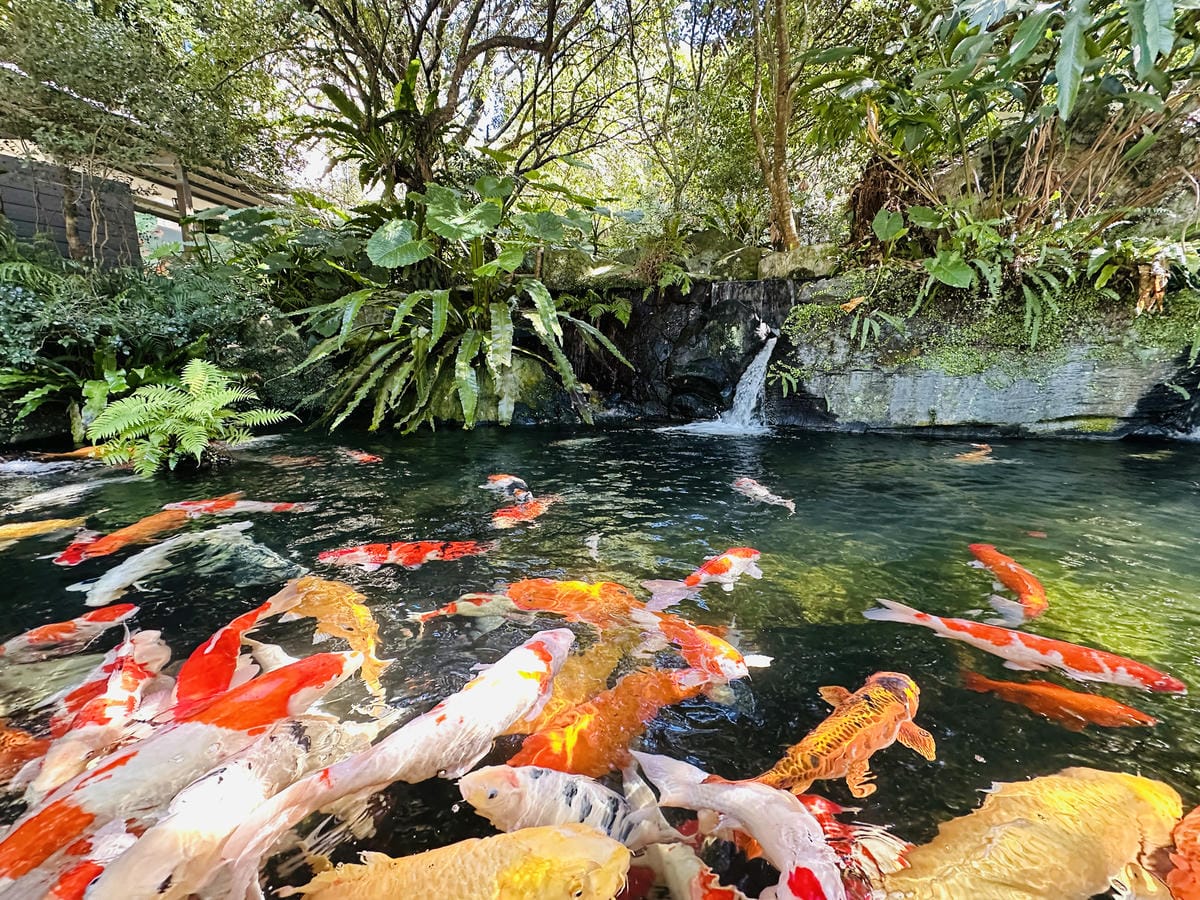 【大板根森林溫泉酒店】新北三峽寵物親子房入住開箱森林、溫泉