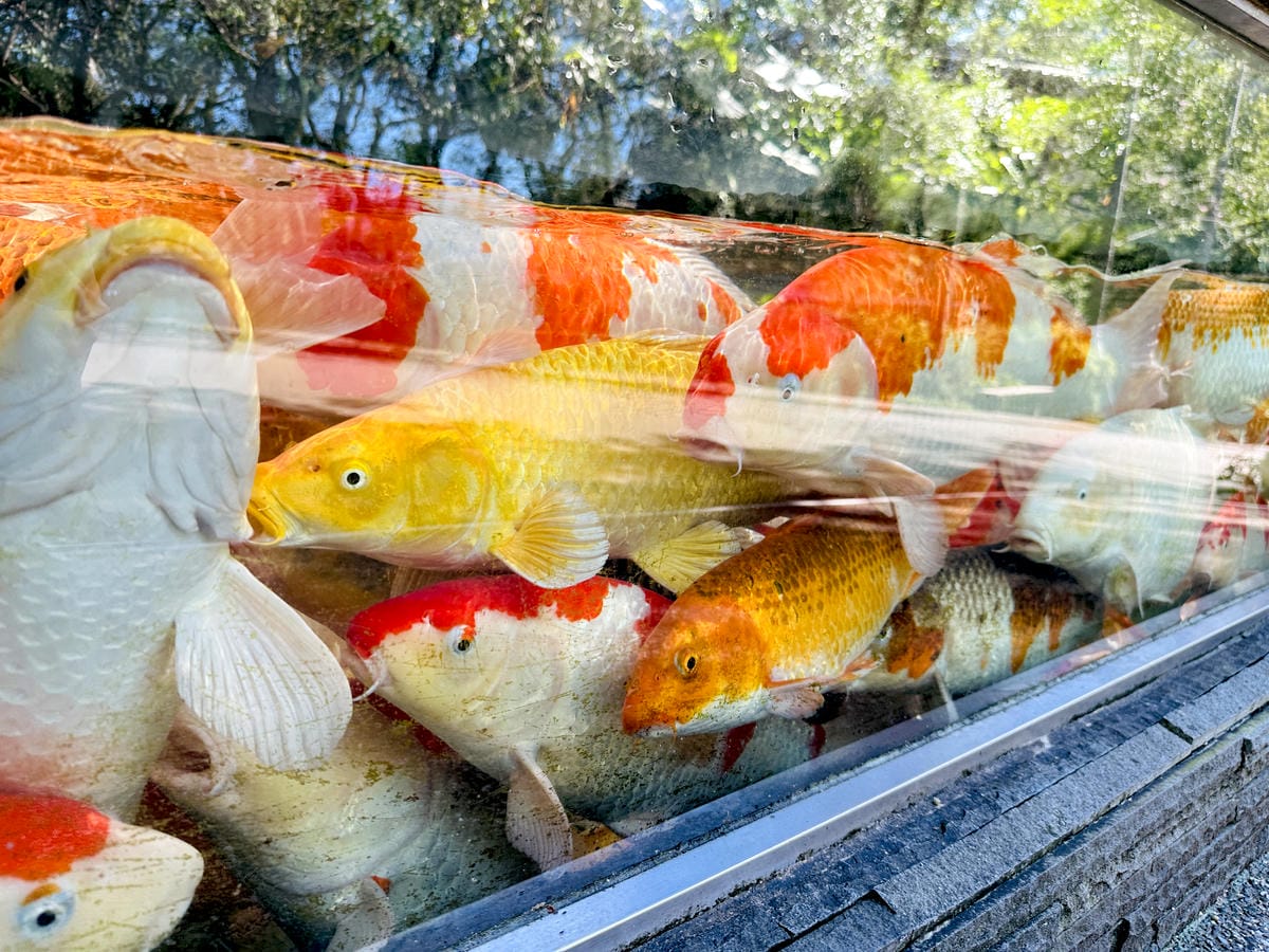 【大板根森林溫泉酒店】新北三峽寵物親子房入住開箱森林、溫泉